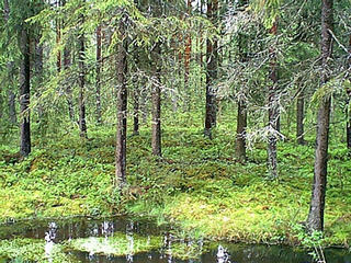 #1: A view towards the confluence, located in the woods just behind the trees.