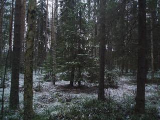 #1: Confluence in front of two spruces.