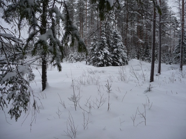North