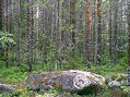 #2: A rock near the spot with round-shaped moss growth on it, almost like marking the place.