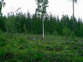 #4: A lone birch left to guard the clearing we walked across on our way to the confluence.