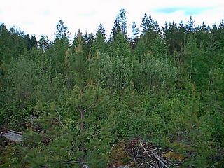 #1: A view north from the confluence.