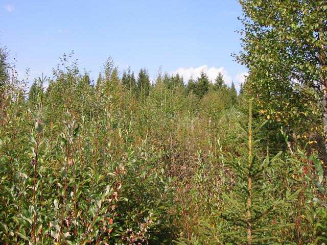 View facing north, 20 metres from the spot.