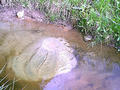 #6: A small stream with a spring in a middle, close to the farm.