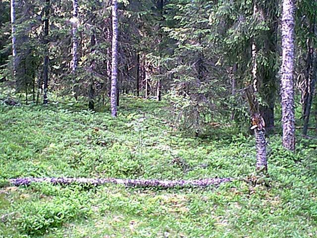 The fallen tree at the confluence.