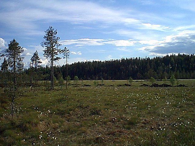 A wide swamp we drove past by, not far from the confluence.