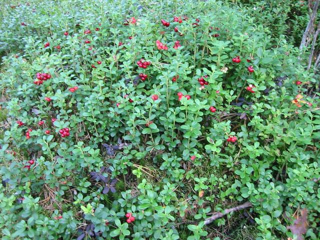 Lingonberries.