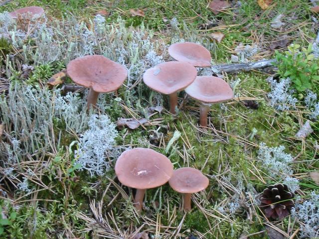 Wild mushrooms.