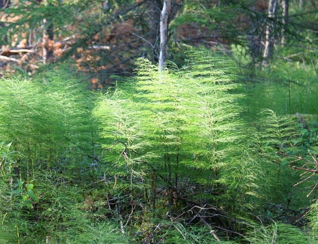 Horsetails