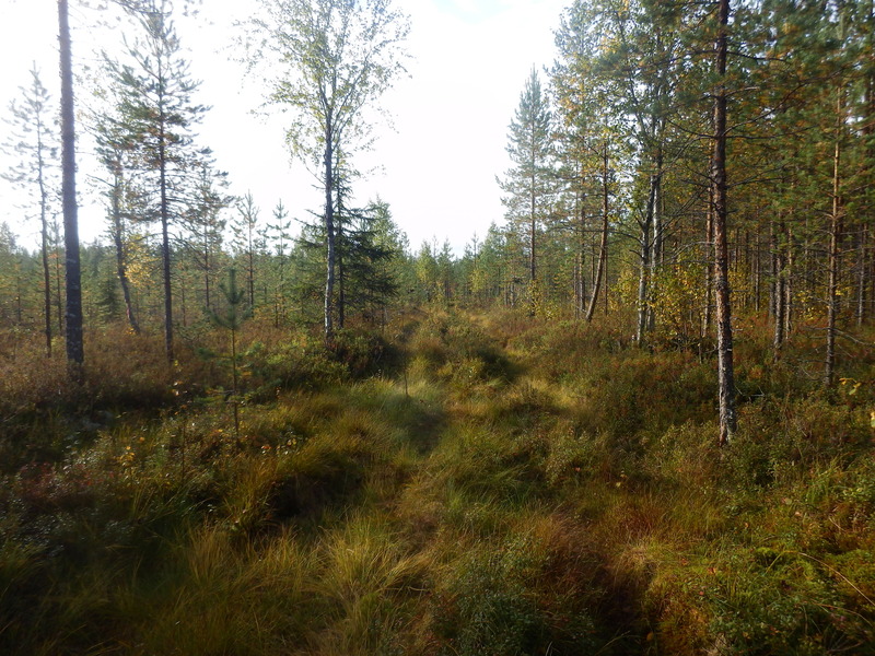 Track to the Confluence Point