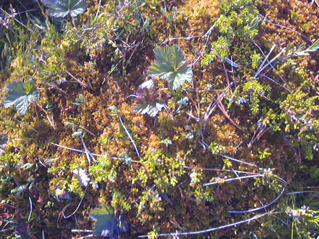 Cloudberry sprigs (green leaves) grow in this terrain