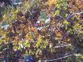 #6: Cloudberry sprigs (green leaves) grow in this terrain