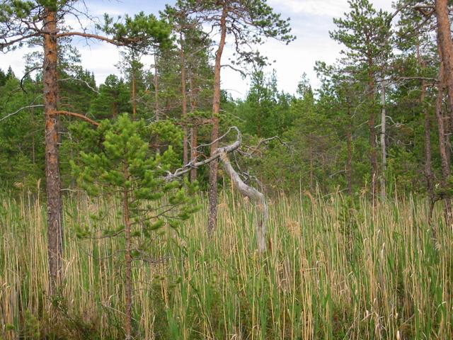 Grey old pine tree