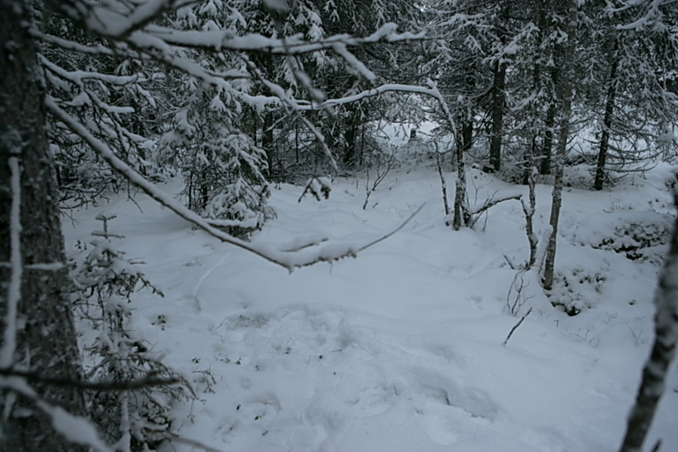 Overview from 5 m south of confluence