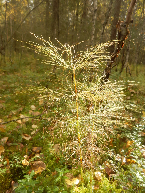 Horsetails at the Confluence Point