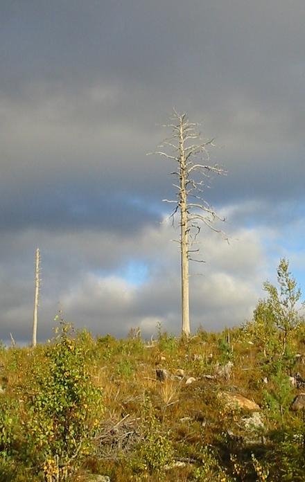 Pine trunk 3 km east of confluence