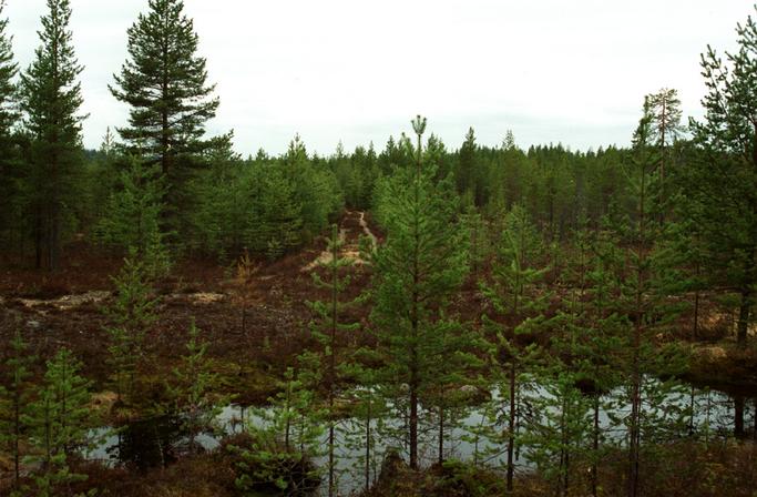 The trail comes up to the sand-pit. The confluence point is in the foreground.