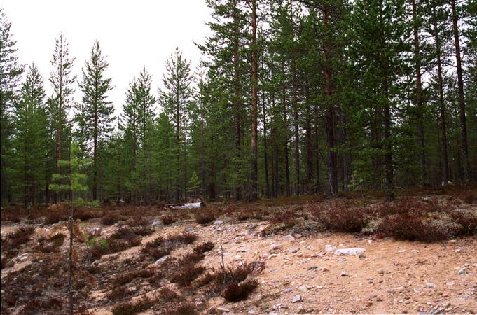 The confluence point is right on the edge of an ancient sand pit. You can see a campfire some meters further.