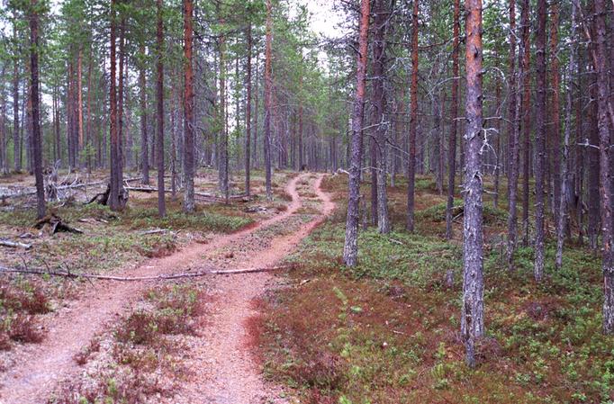The trail goes through a pleasant pine heath