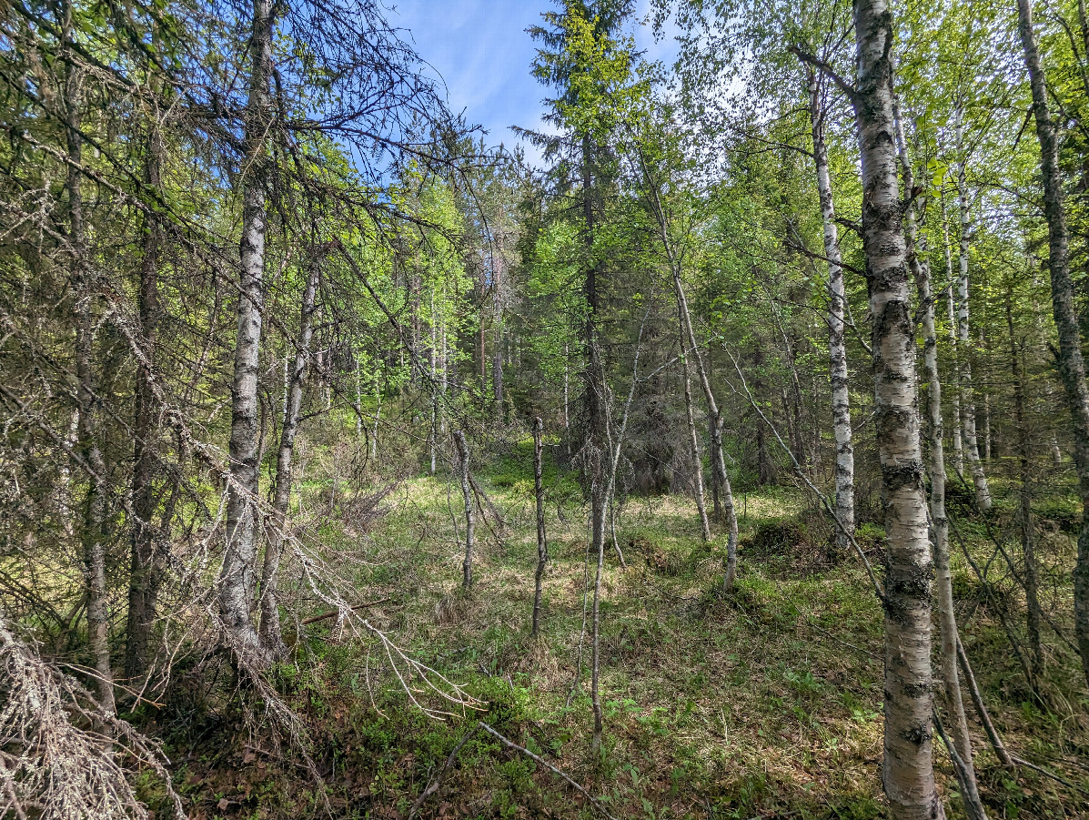 View of the Confluence point from 20 meters away