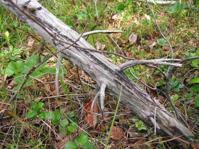 Decaying wood