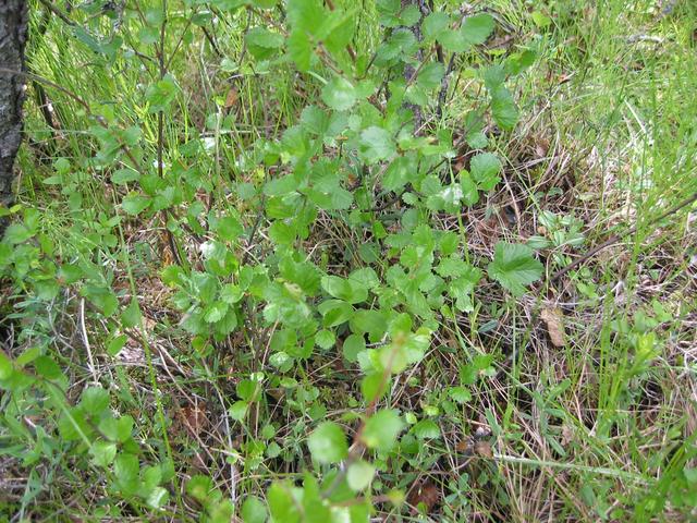 Dwarf Birch