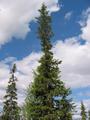 #8: Spruce