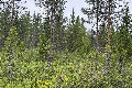 67°N 25°E preview image