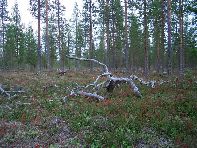 Spooky branches