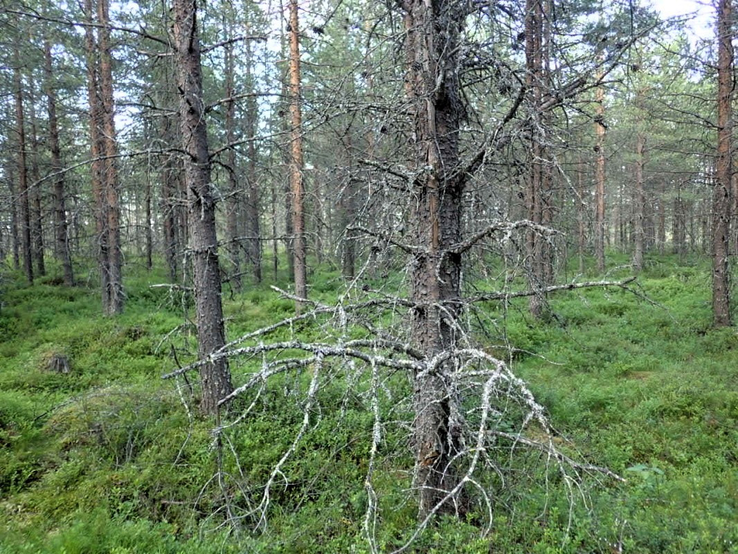 East view / Östliche Sicht