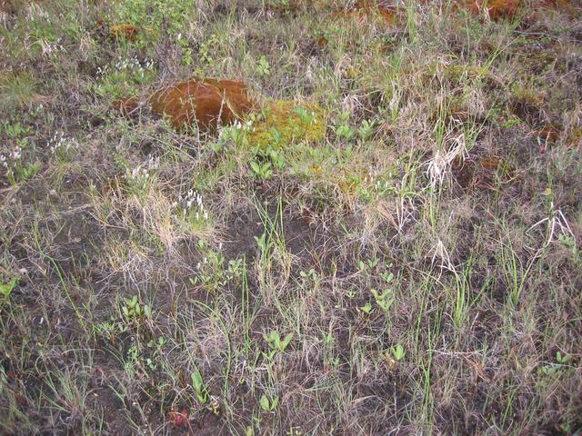 Local groung vegetation.