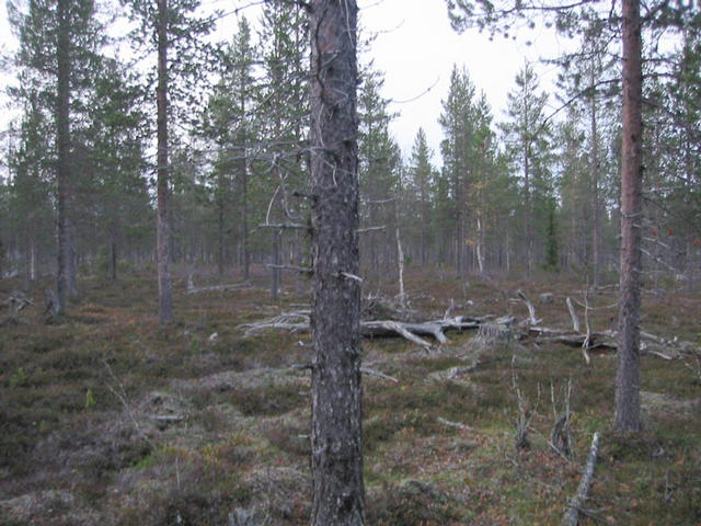 At confluence, view to North.  The forest looks the same all around, every direction resembles the general overview.