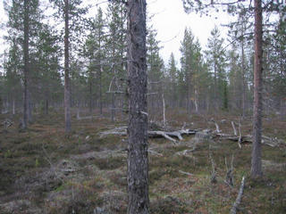 #1: At confluence, view to North.  The forest looks the same all around, every direction resembles the general overview.