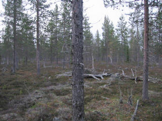 #1: At confluence, view to North.  The forest looks the same all around, every direction resembles the general overview.