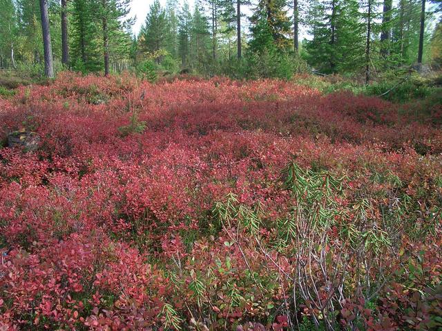 Where the blueberries were