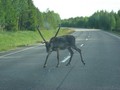 #8: Finnland Highway Reindeer / Finnlands Straßentiere - Rentier