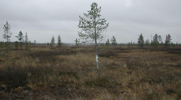 Confluence pine with a note