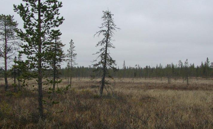 View North from confluence