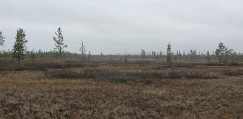 View South from confluence