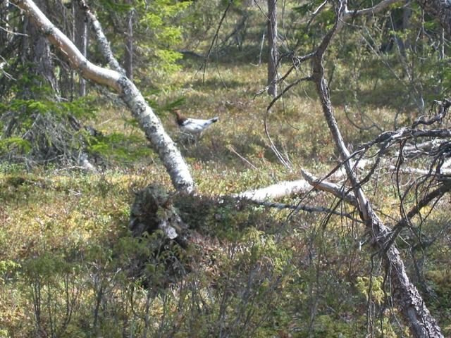 Wild Hen Bird, hide and seek