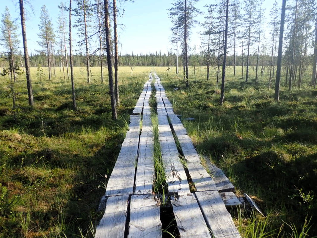 Wood Blanks over the swampy Area / Holzplanken über das Sumpfgebiet