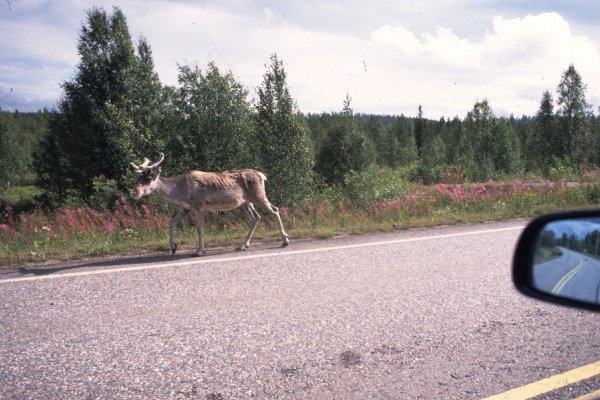 Reindeer alongside the road