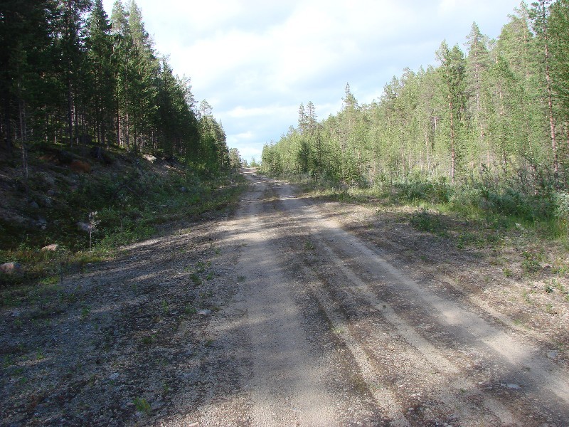 Forrest road / Waldweg