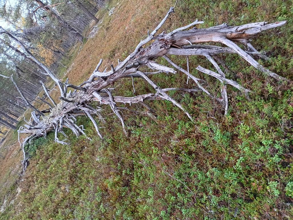tree remains on plateau