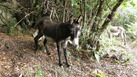 #11: Donkeys