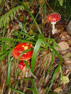 #1: Cp view  with red mushrooms