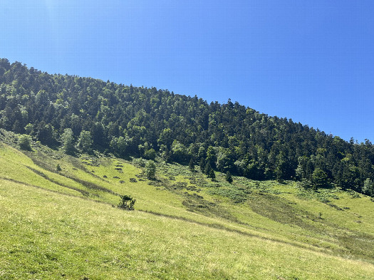 #1: View from the Bigaloume hut, towards the confluence point, 600m in the forest