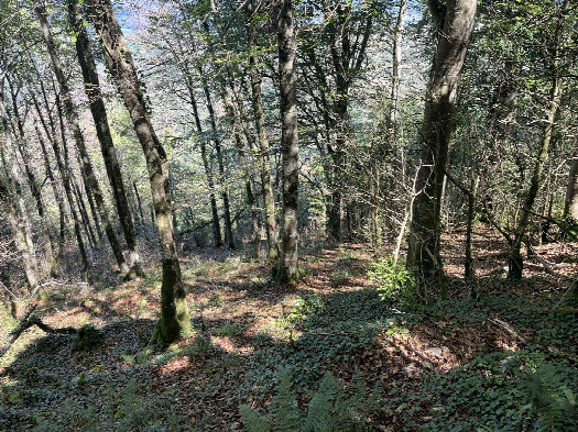 #1: View from 30m SW towards the CP