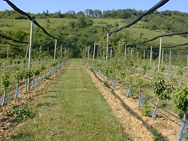 Looking north, towards the road