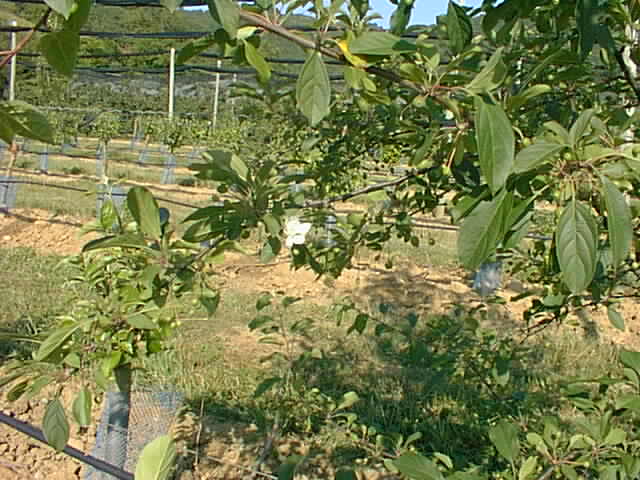 One of the young apple trees